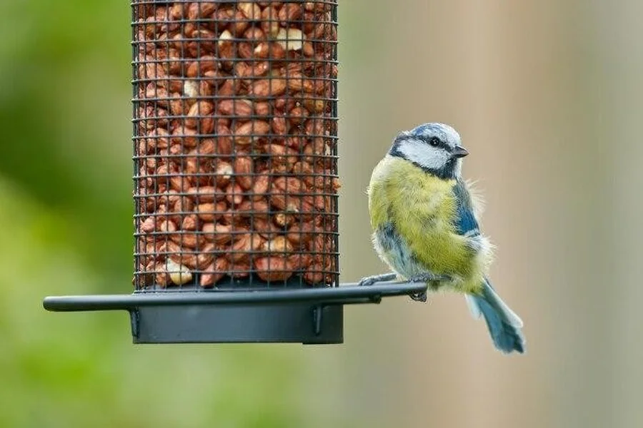 Bird Feeder What Should You Be Looking For