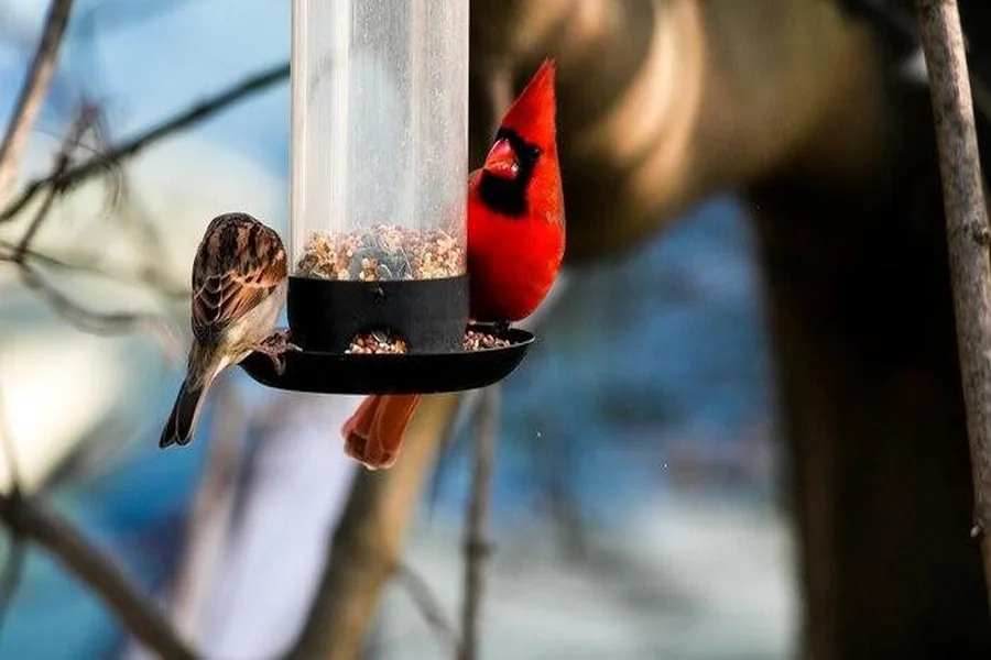Bird Feeders What Should You Be Looking For