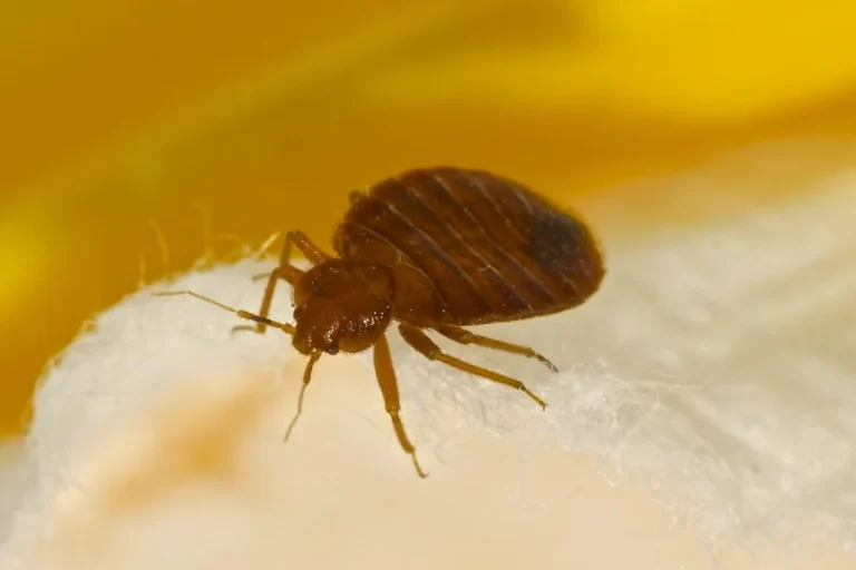 Identify Bed Bugs