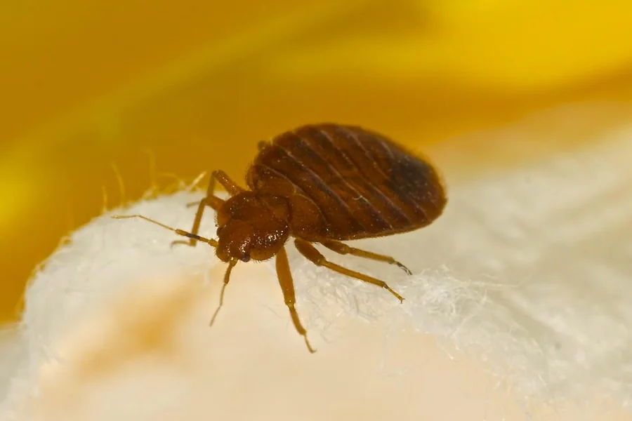 Identify Bed Bugs