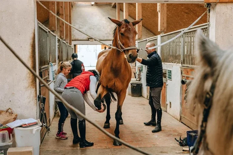 Horse Boarding
