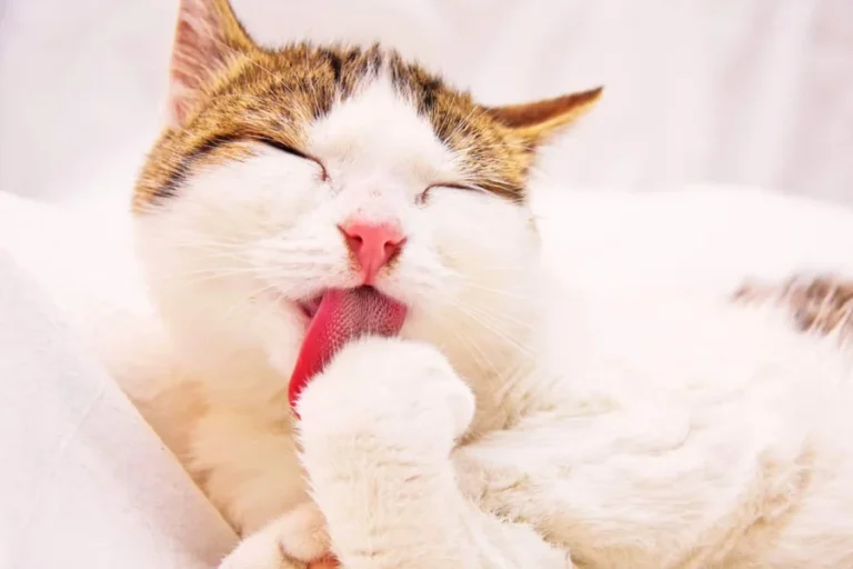 Cats Self Groom