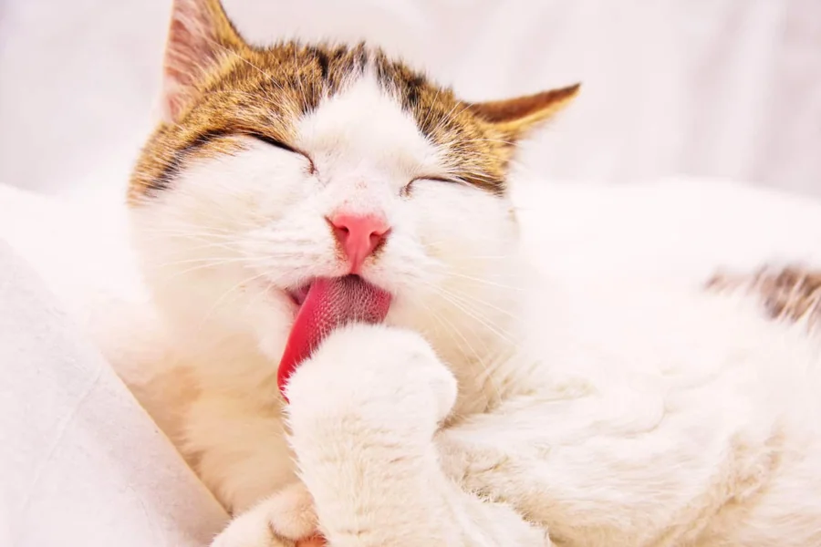 Cats Self Groom