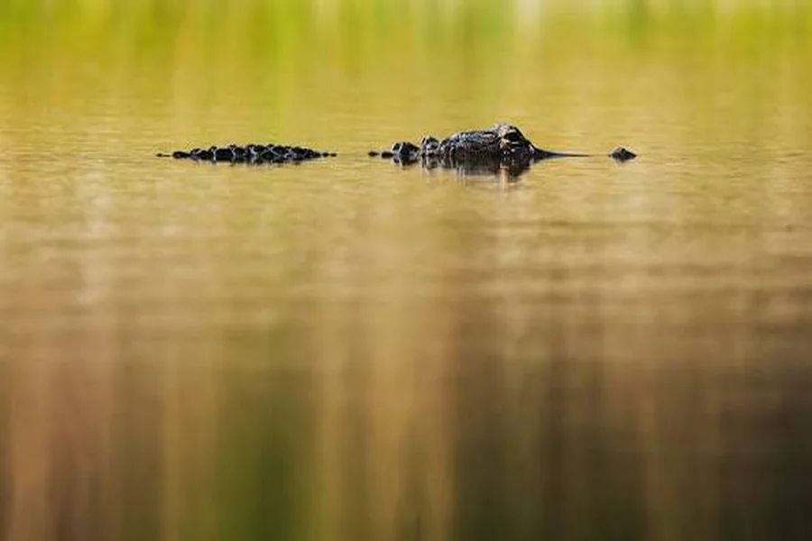 are there crocodile in georgia