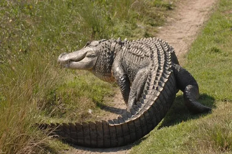 are there crocodiles in georgia