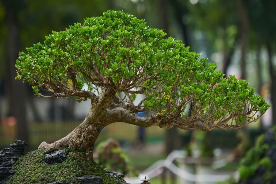 bonsai tree water