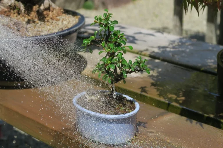 bonsai tree watering