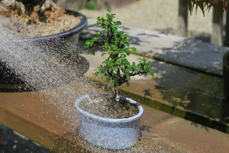 bonsai tree watering