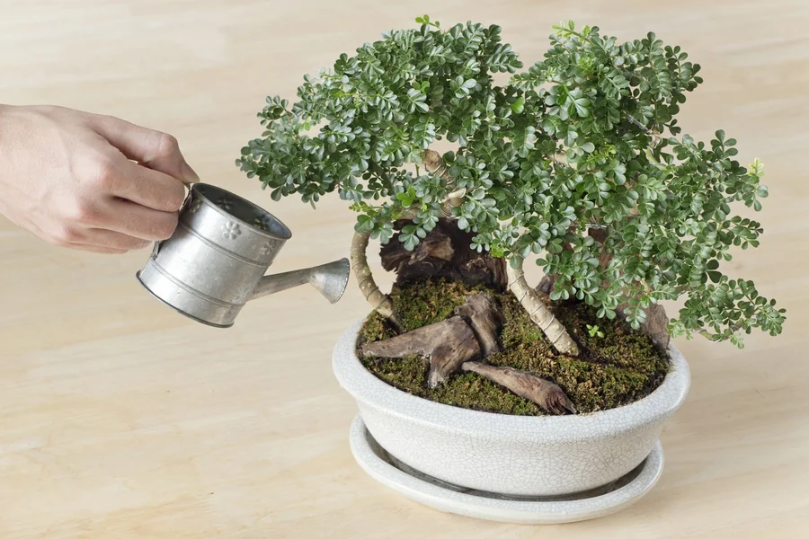 bonsai tree