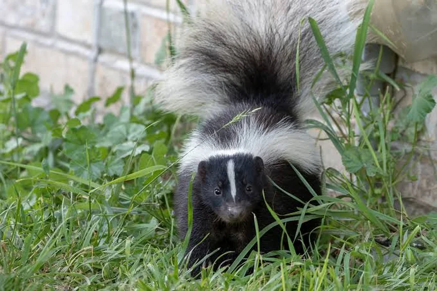 can skunks spray more once