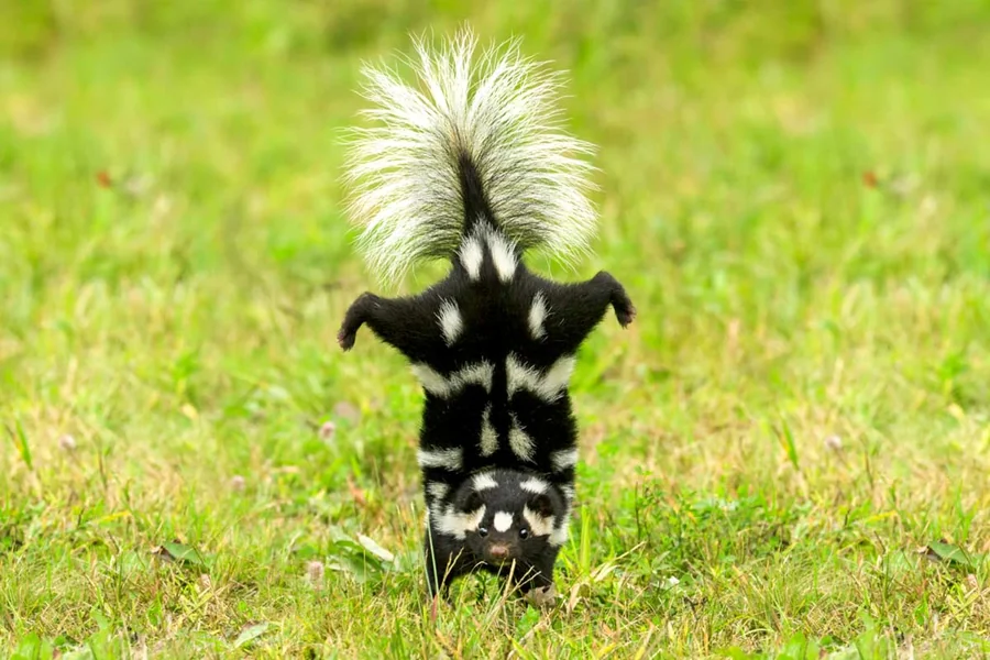 can skunks spray more than once 1