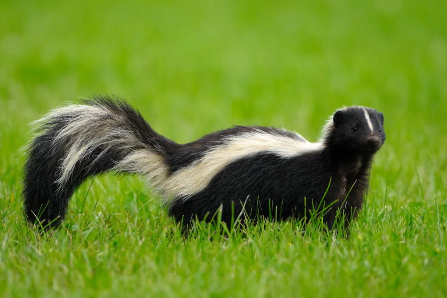 can skunks spray more than once