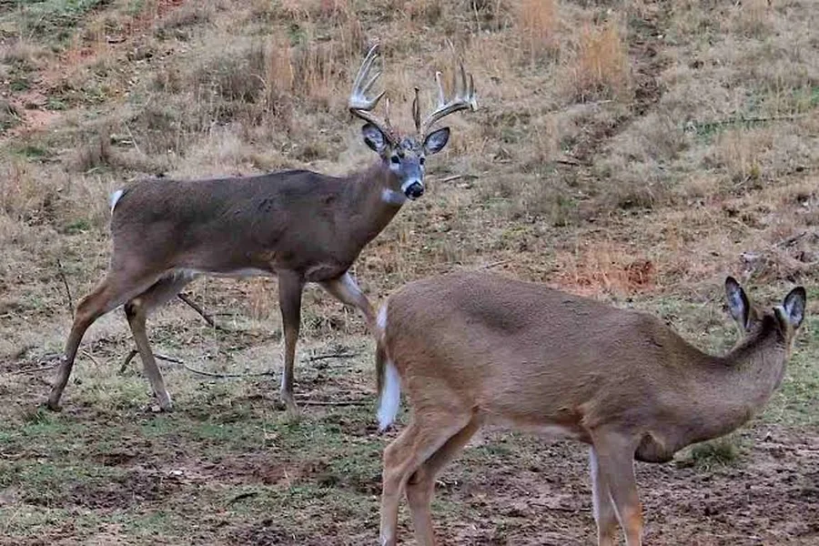 deer mating season illinois
