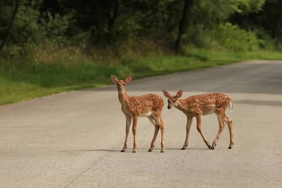 deer mating seasons illinois