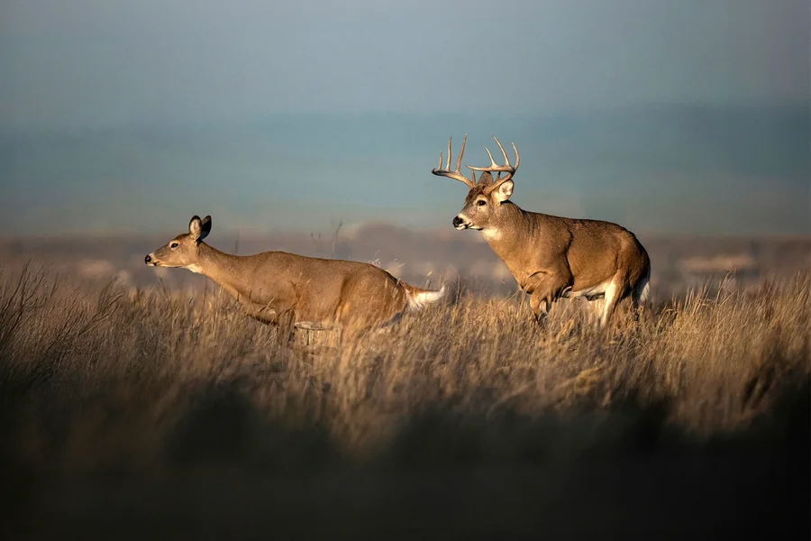 deers mating season illinois