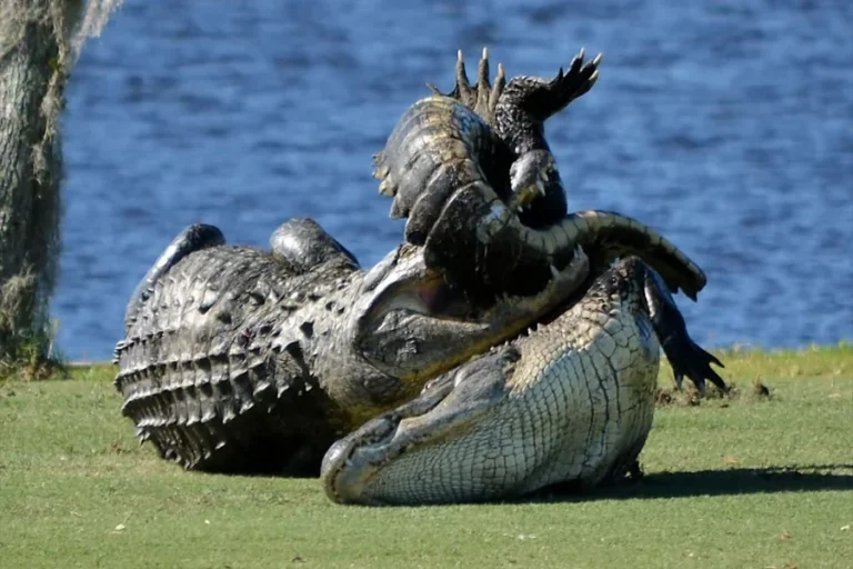 do alligators fight each other