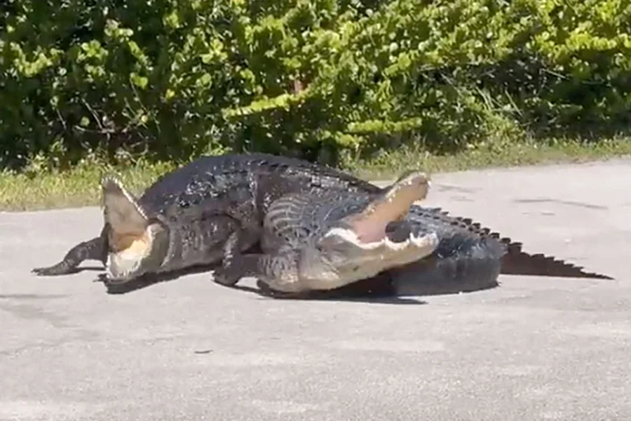 do alligators fight each others