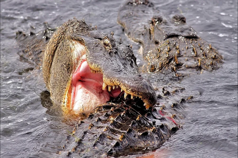 do alligators fights each other