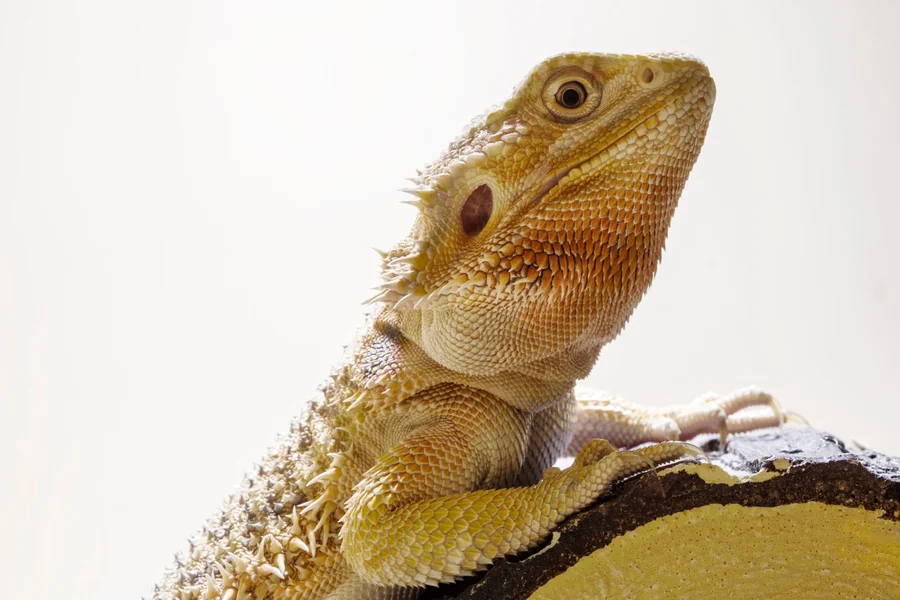 do lizard have teeth