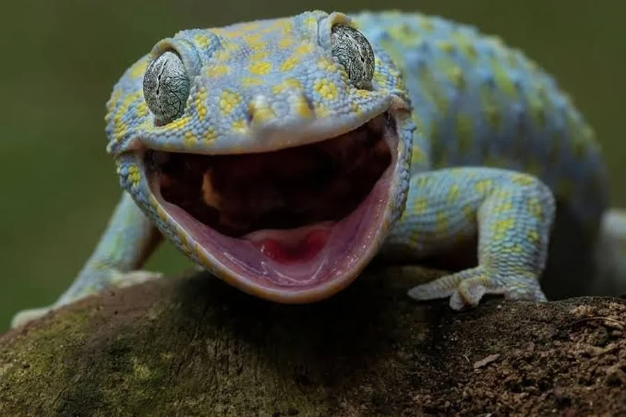 do lizards have teeth