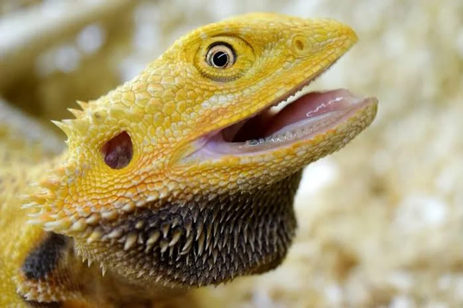do lizards have teeths