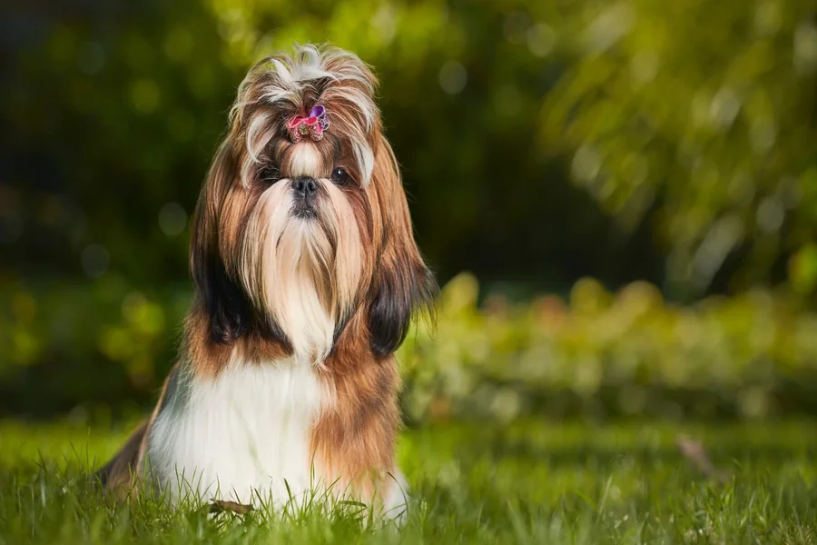 food for Shih Tzu puppy 1