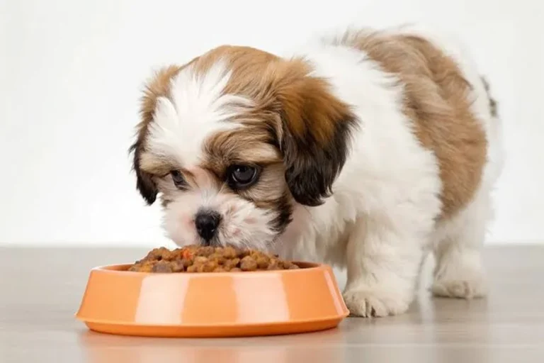food for Shih Tzu puppy