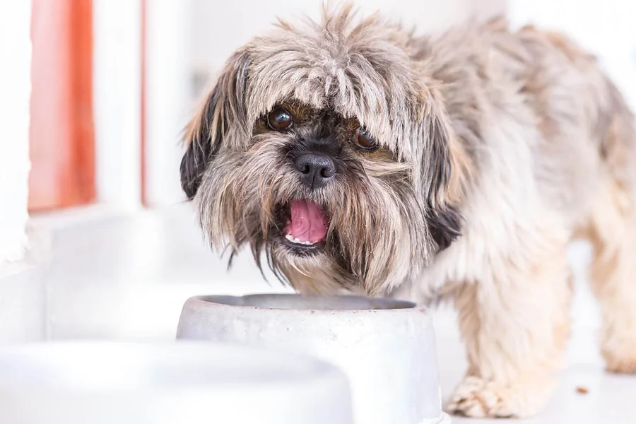 foods for Shih Tzu puppy