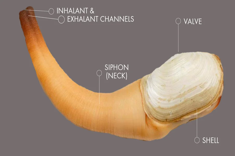 geoducks Clam