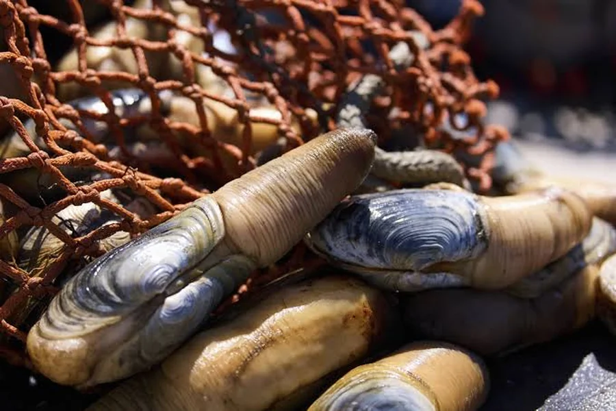 geoducks Clams