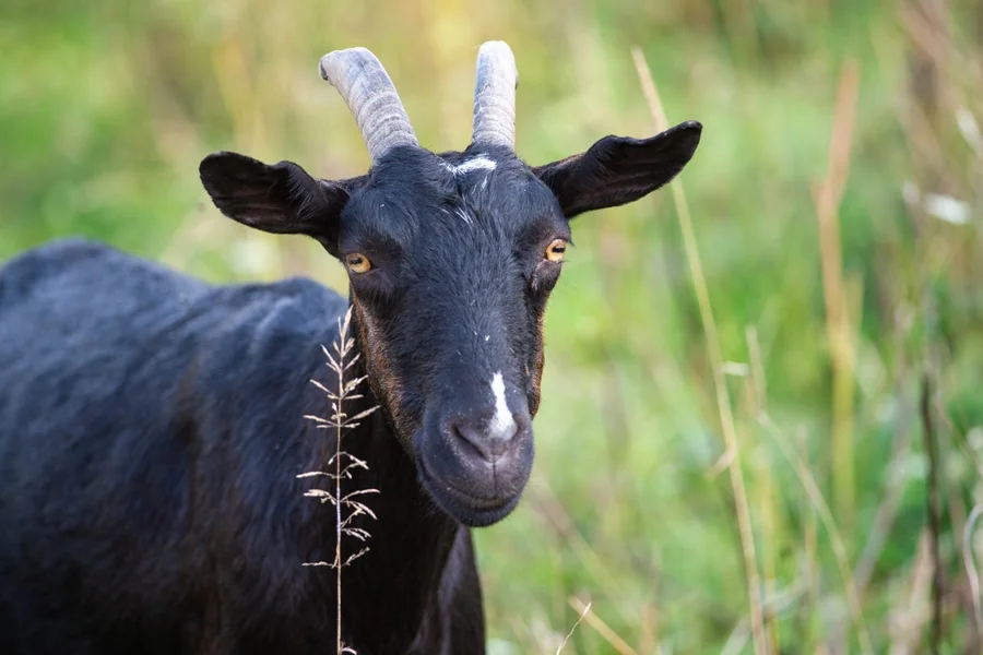 goat scientific name 1