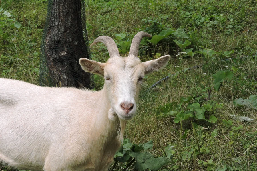goat scientific name