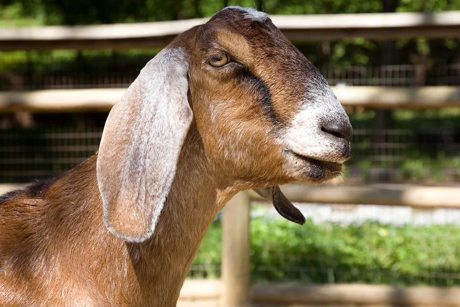 goat scientific names
