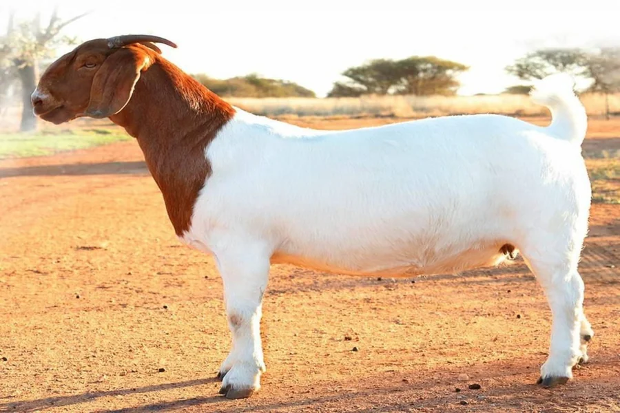 goat scientific