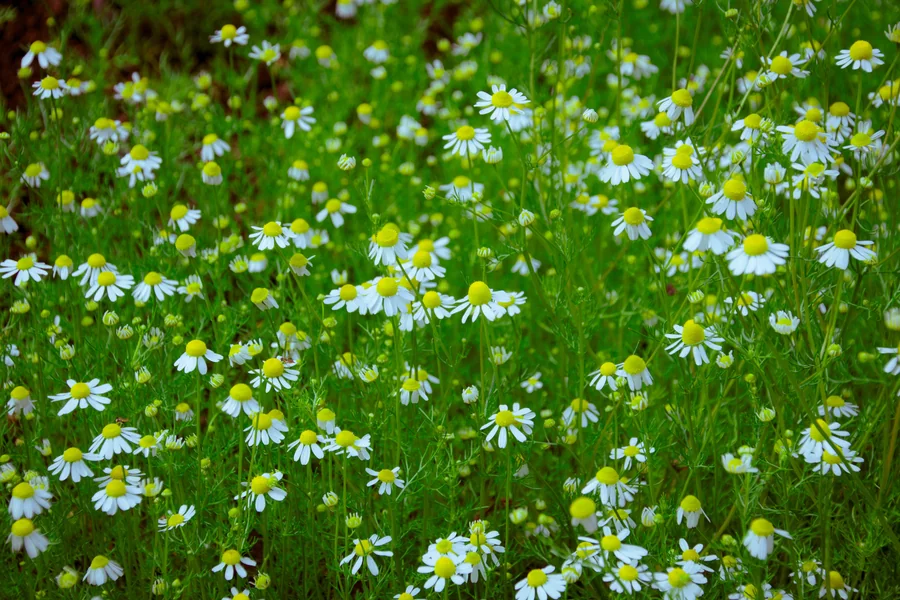 is german chamomile a perennial 1