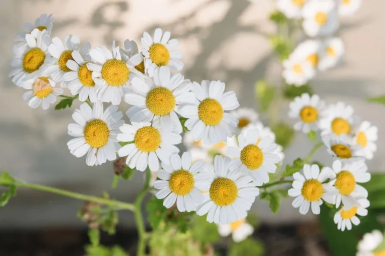 is german chamomile a perennial