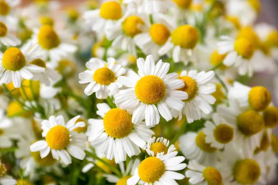 is german chamomile perennial