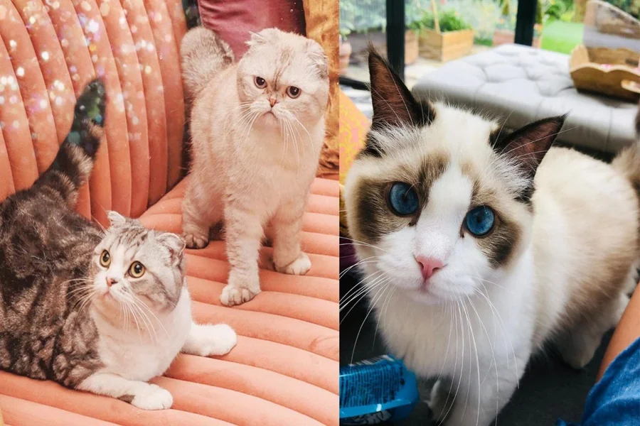 taylor swift cats name