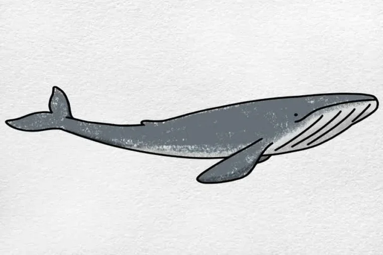 whale easy drawing