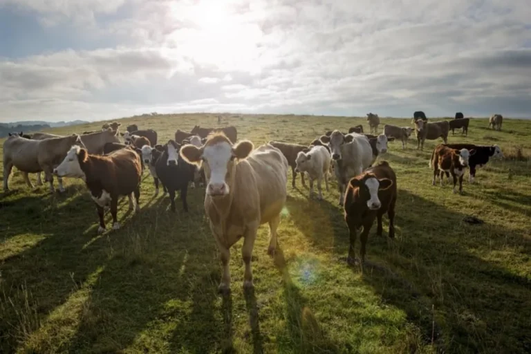 Buying Land to Keep Animals
