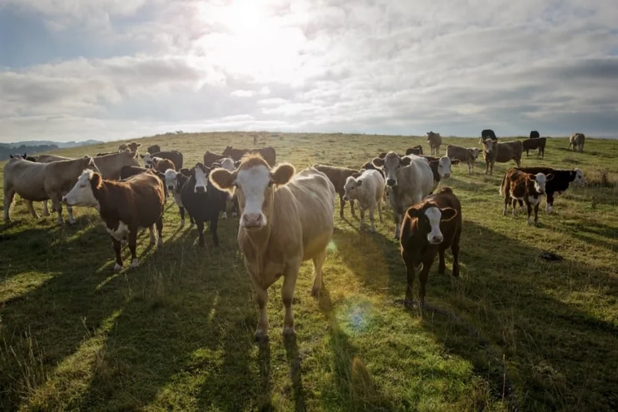Buying Land to Keep Animals
