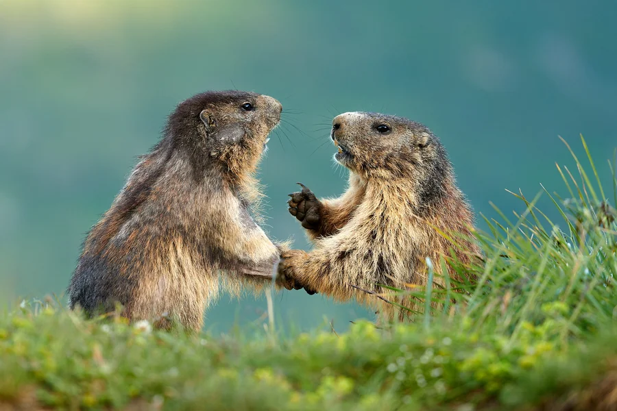 animals that live in mountains alpine
