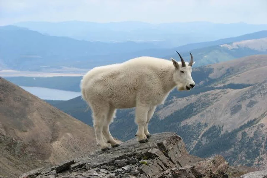 animals that live in mountains