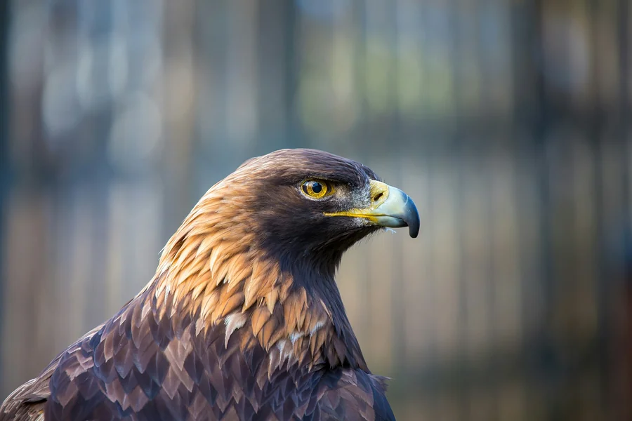 animals that live in mountains golden eagle