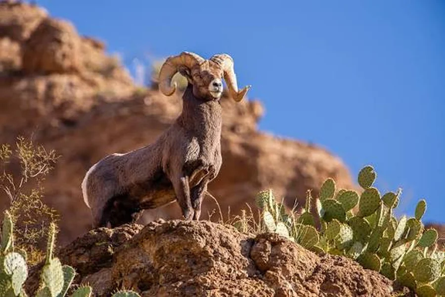 animals that live in mountains sheep