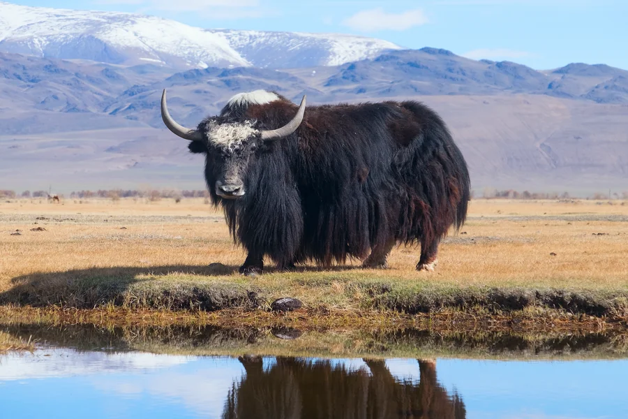 animals that live in mountains