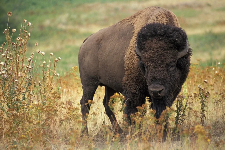 animals that live in plains