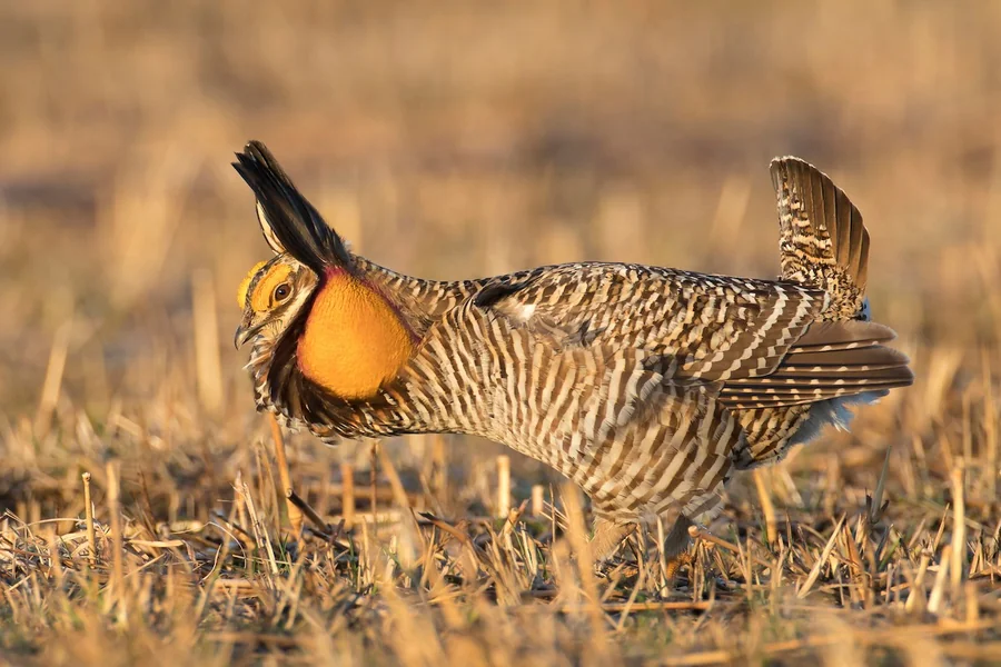 animals that live in plains chicken