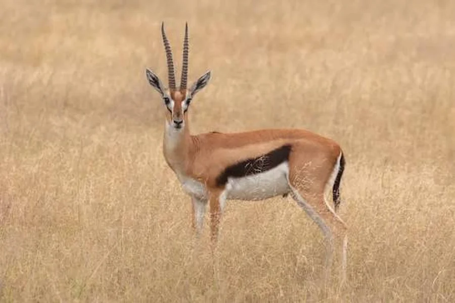 animals that live in plains gazelle