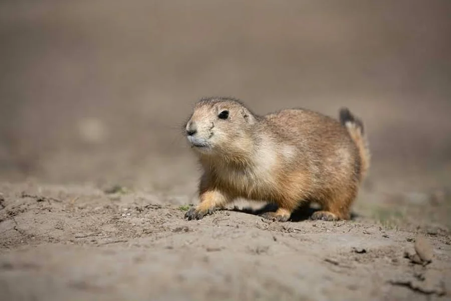 animals that live in plains prairie dog